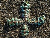 Euphorbia peplis