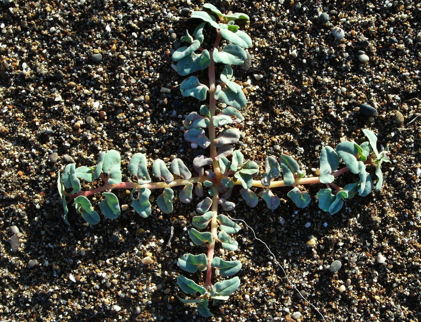 Image of Euphorbia peplis specimen.