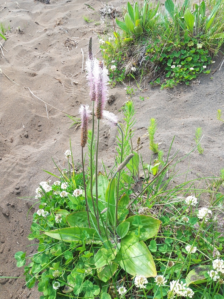 Image of Plantago media specimen.