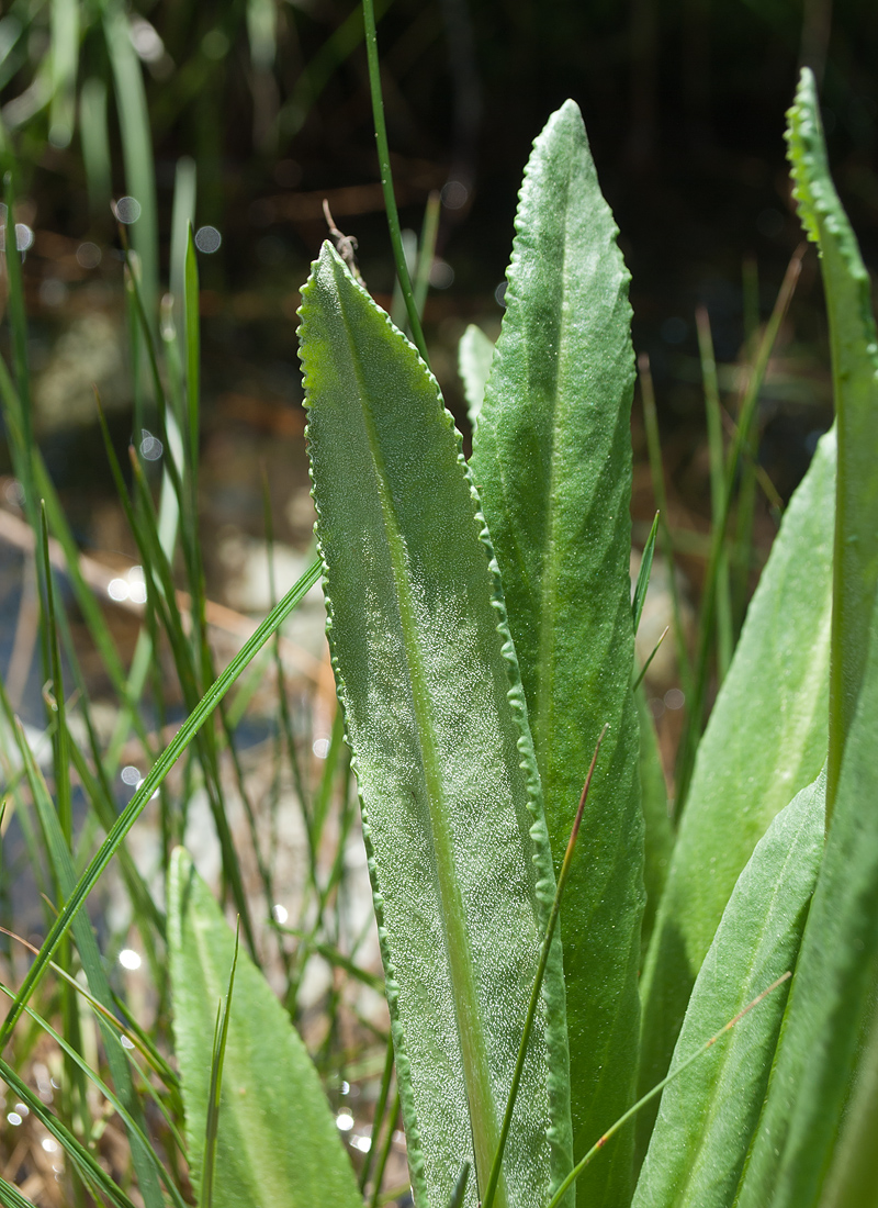 Image of Primula nivalis specimen.