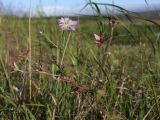 Geranium wlassovianum