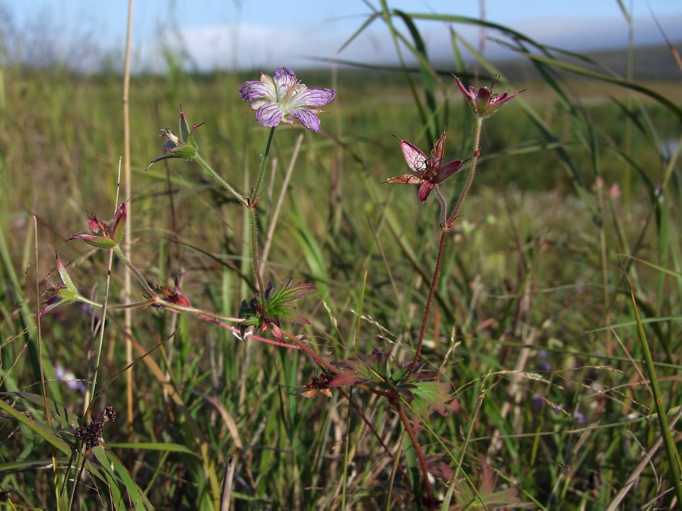 Изображение особи Geranium wlassovianum.