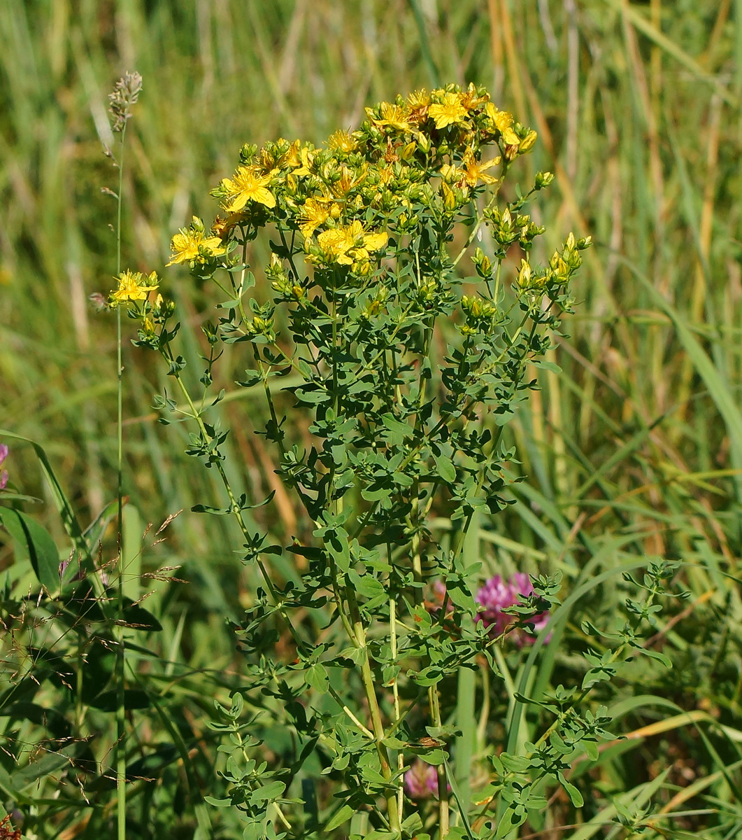 Изображение особи Hypericum perforatum.