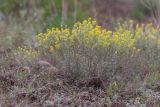 Odontarrhena muralis. Цветущие и плодоносящие растения. Ростовская обл., Мясниковский р-н, окр. хут. Недвиговка, ур. Каменная балка, сухой каменистый склон. 12.06.2021.