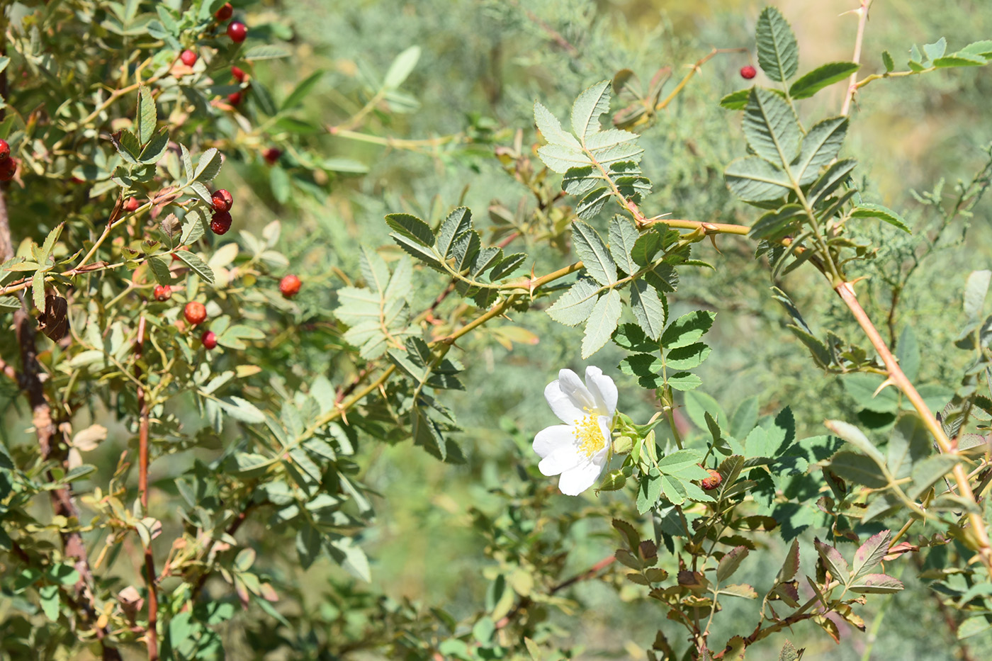 Image of Rosa beggeriana specimen.