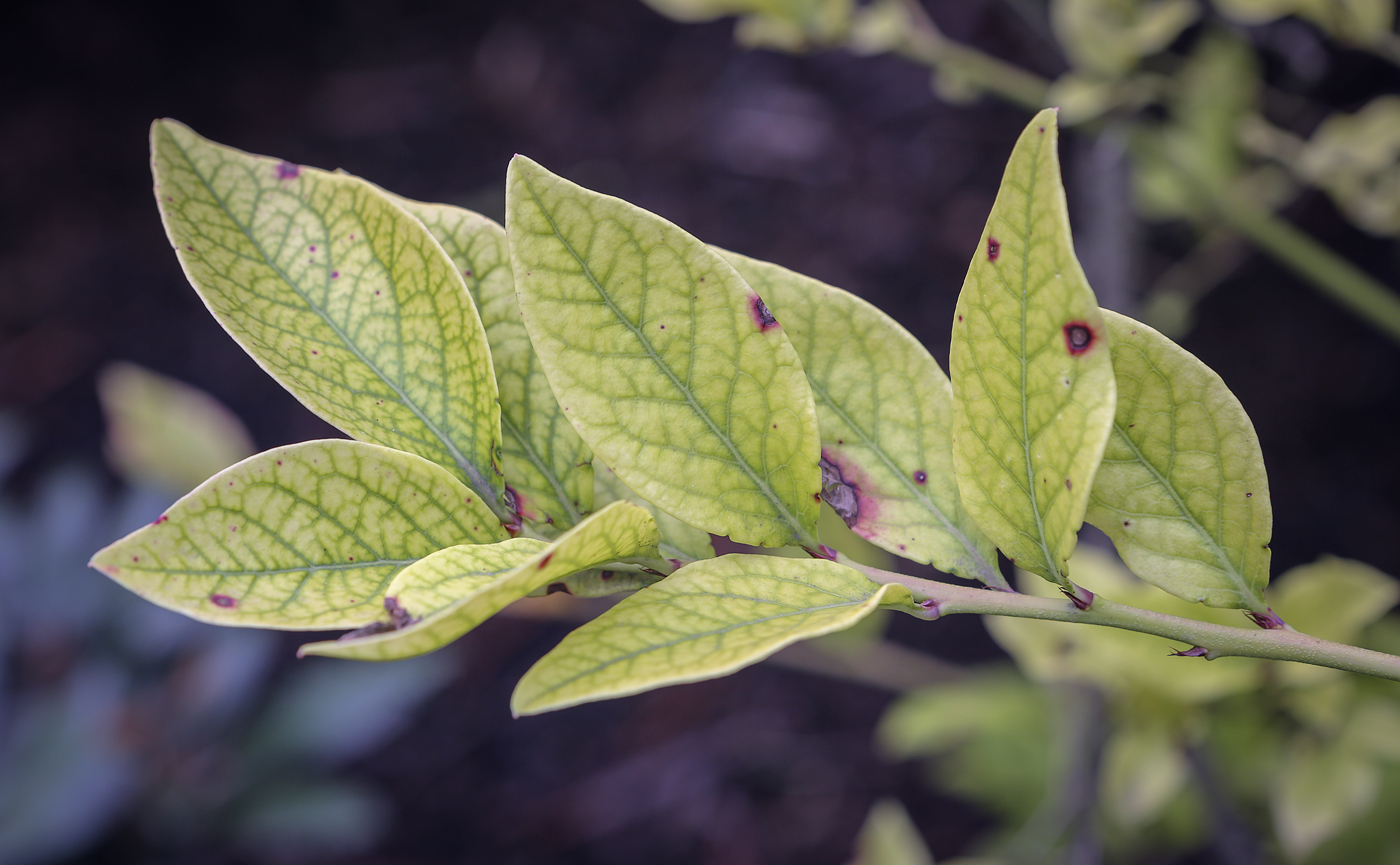 Изображение особи Vaccinium corymbosum.