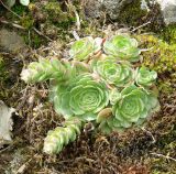 Rosularia sempervivum. Растение в стадии бутонизации. Азербайджан, Лерикский р-н, Зуванд, ущелье р. Конжавучай. 12.04.2010.