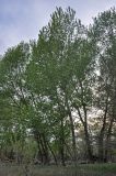 Populus nigra. Взрослые деревья. Астраханская обл., Наримановский р-н, окр. пос. Сенной, берег р. Волга. 25.04.2021.