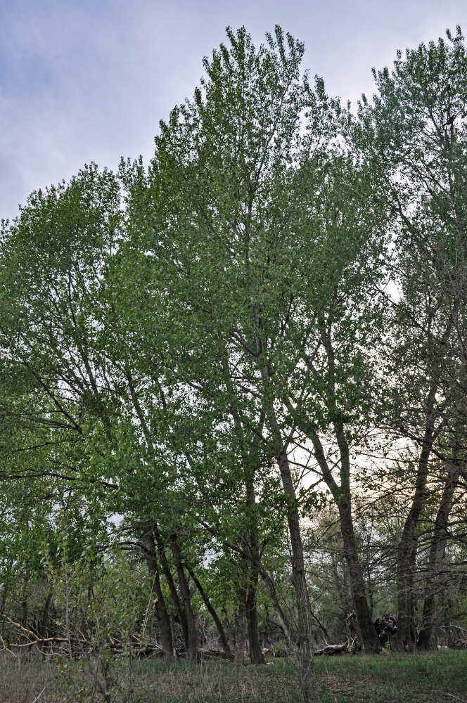 Изображение особи Populus nigra.