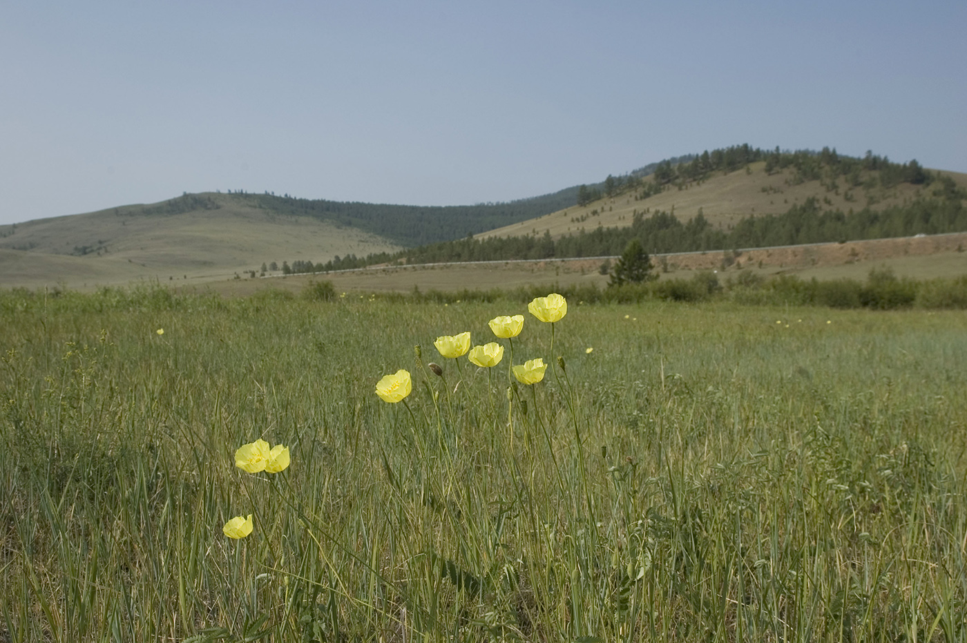 Image of Papaver nudicaule specimen.