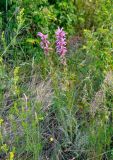 Pedicularis elata. Цветущее растение. Алтай, Кош-Агачский р-н, устье р. Тыдтугем, пойменная терраса, окраина зарослей кустарников. 30.06.2021.