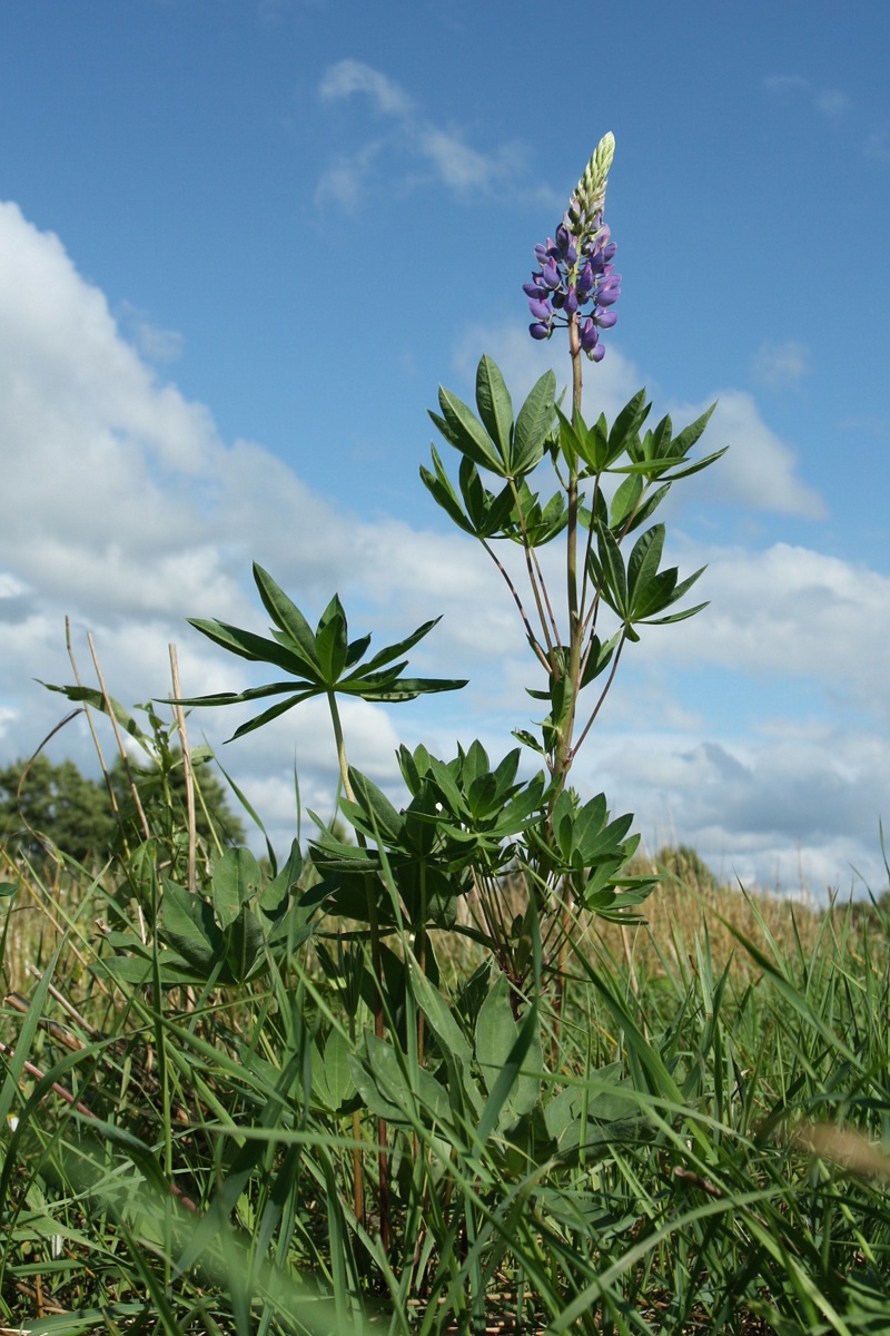 Изображение особи Lupinus polyphyllus.