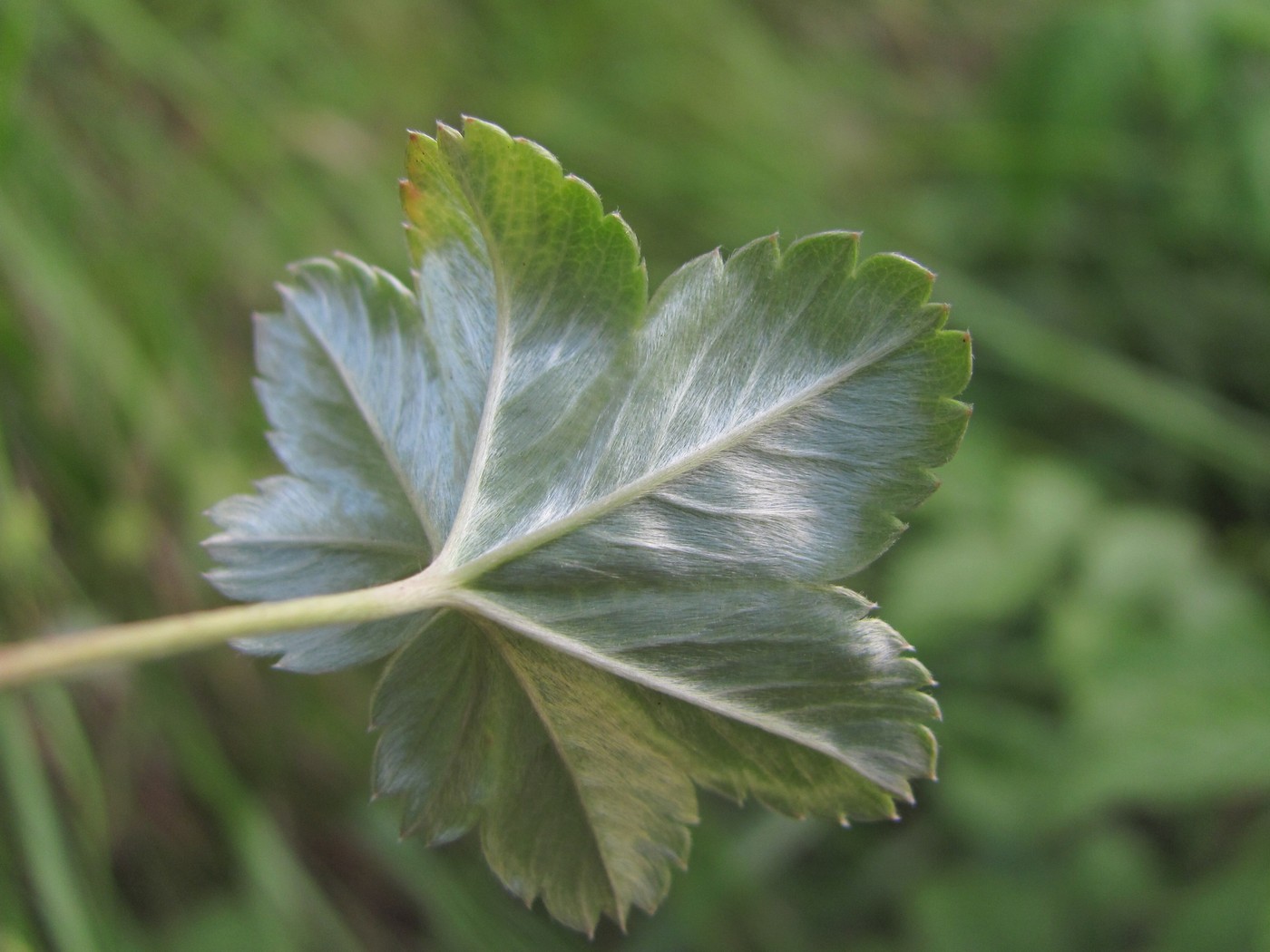 Image of Alchemilla sericata specimen.