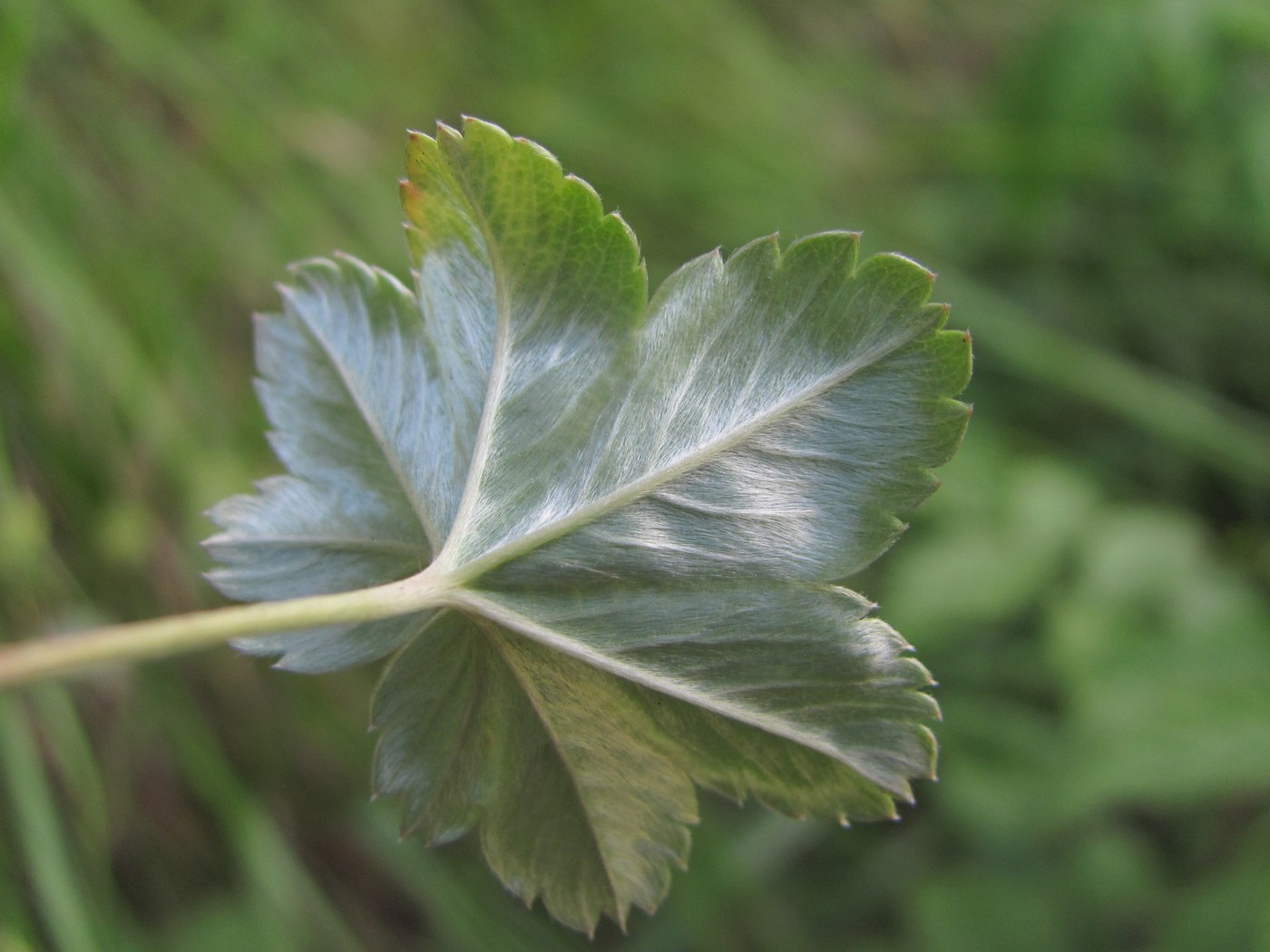 Изображение особи Alchemilla sericata.