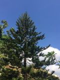 Araucaria heterophylla