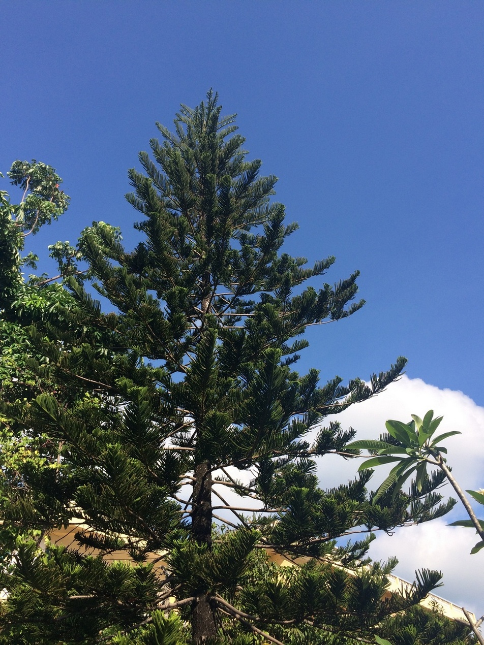 Image of Araucaria heterophylla specimen.