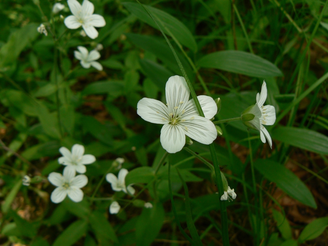 Изображение особи Cerastium pauciflorum.