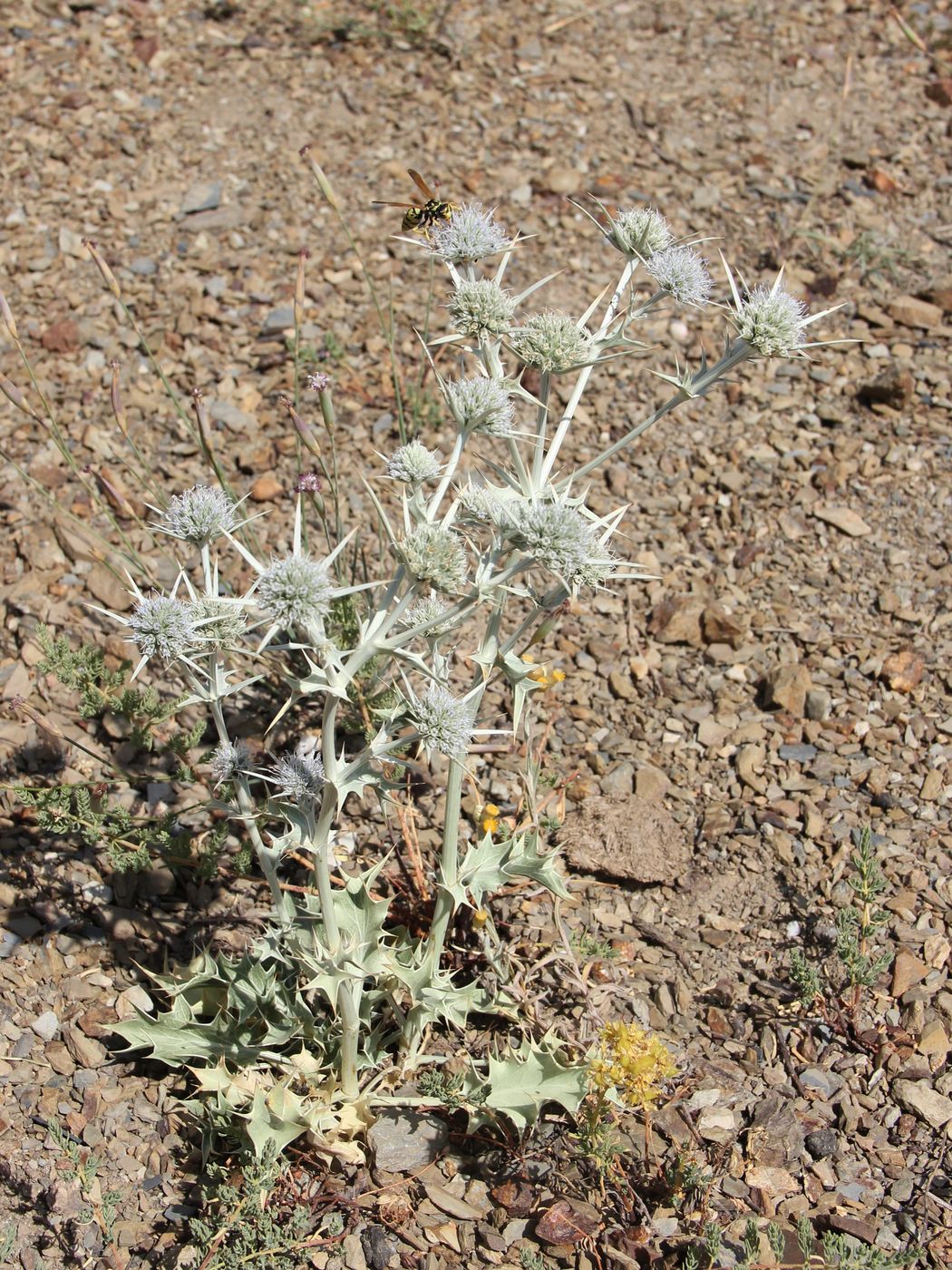 Изображение особи Eryngium octophyllum.