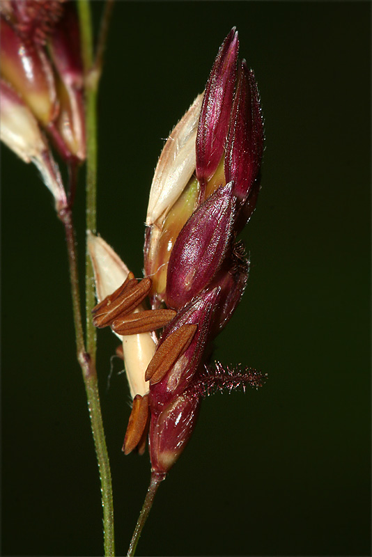 Изображение особи Sorghum × drummondii.