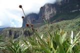 Stegolepis guianensis. Плодоносящее растение. Венесуэла, национальный парк \"Канайма\", подножие скал Рораймы. 01.02.2007.