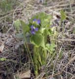 Viola mirabilis