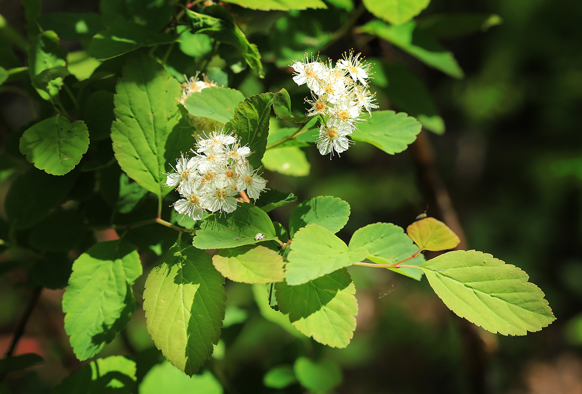 Image of Spiraea flexuosa specimen.