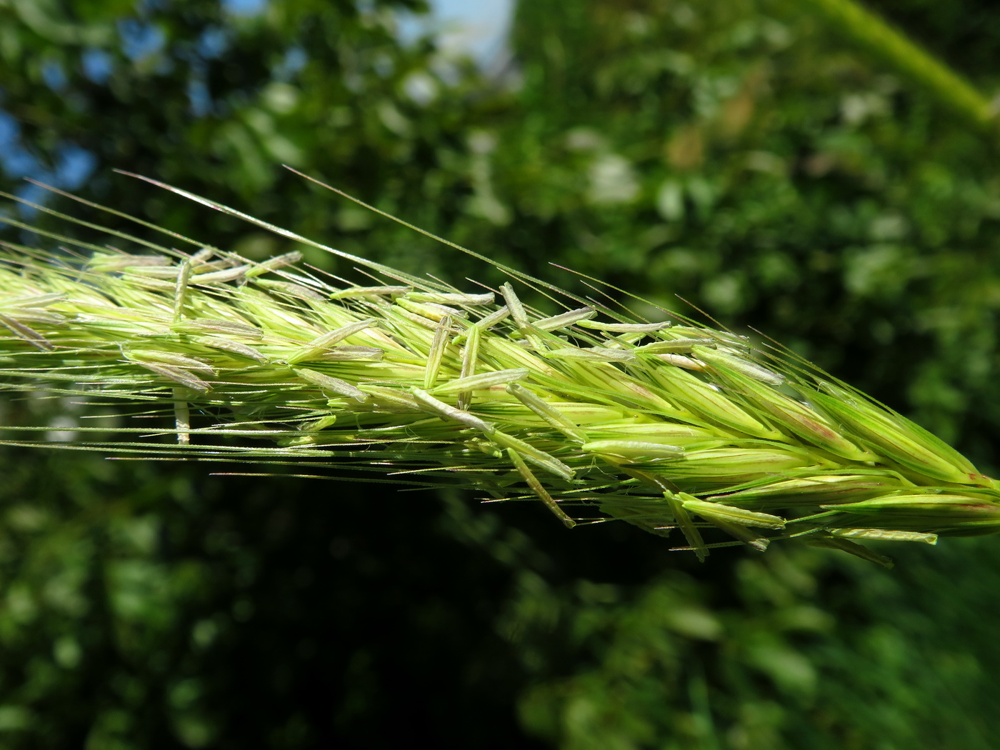 Изображение особи семейство Poaceae.