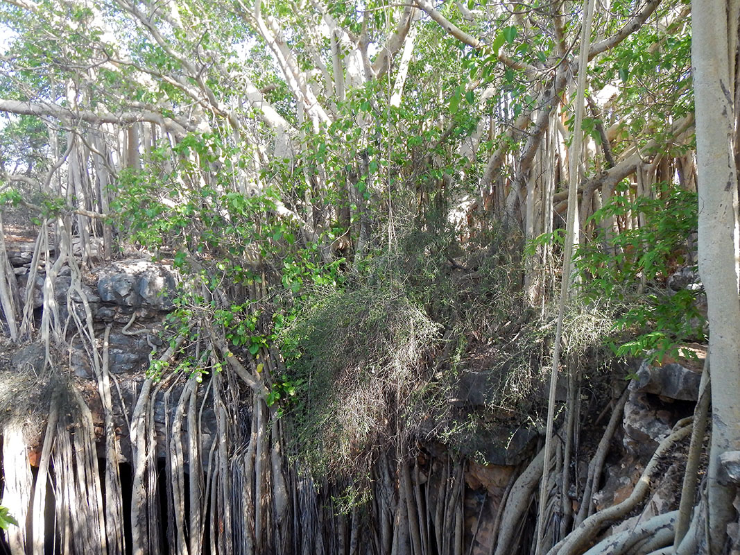 Изображение особи Ficus grevei.