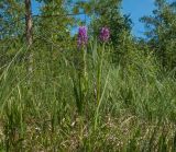Dactylorhiza incarnata