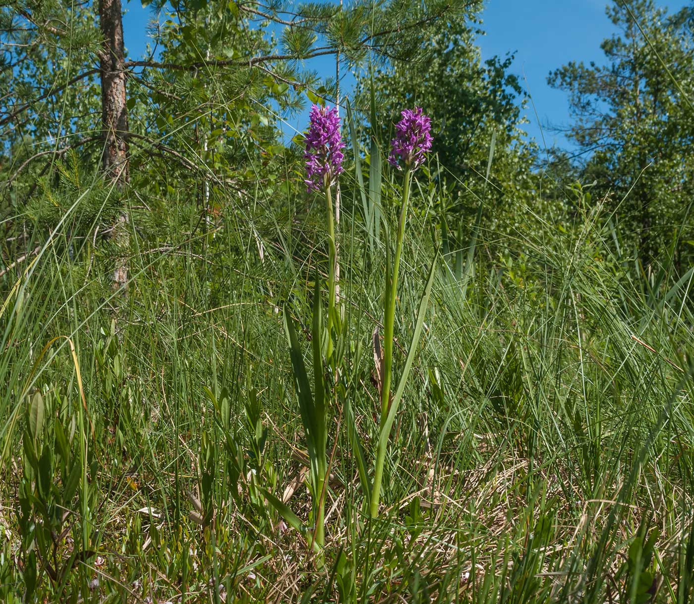 Изображение особи Dactylorhiza incarnata.