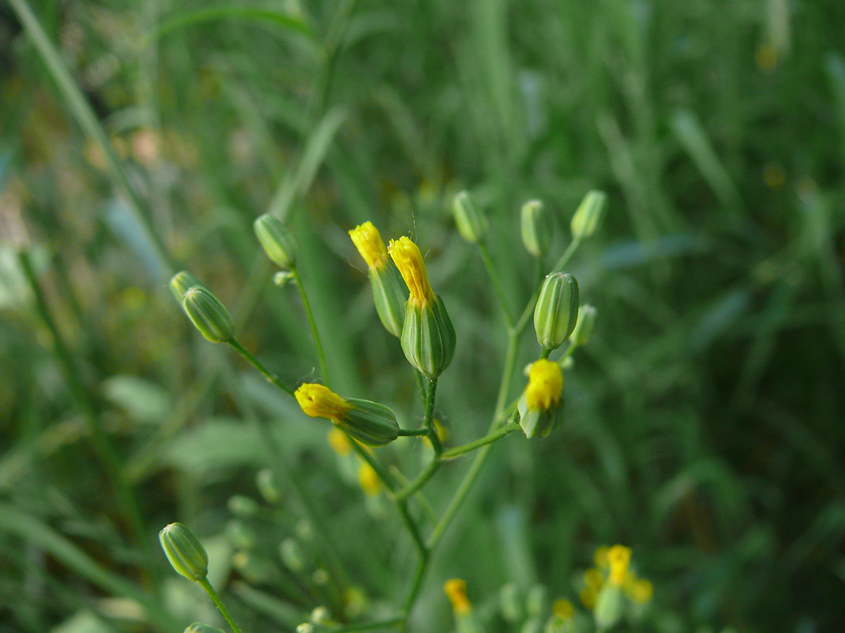 Image of Lapsana communis specimen.