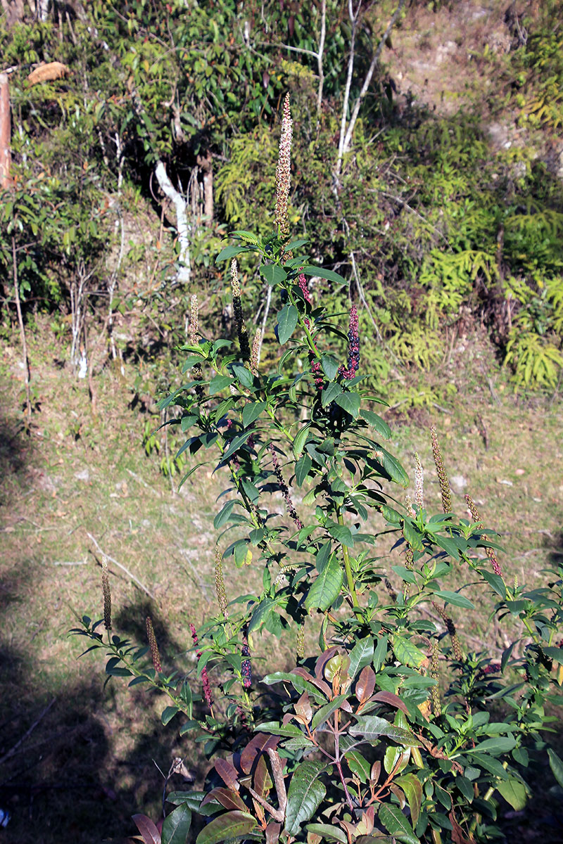 Image of genus Phytolacca specimen.