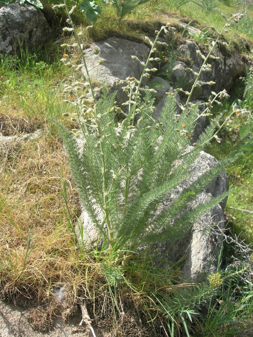 Image of Biebersteinia multifida specimen.