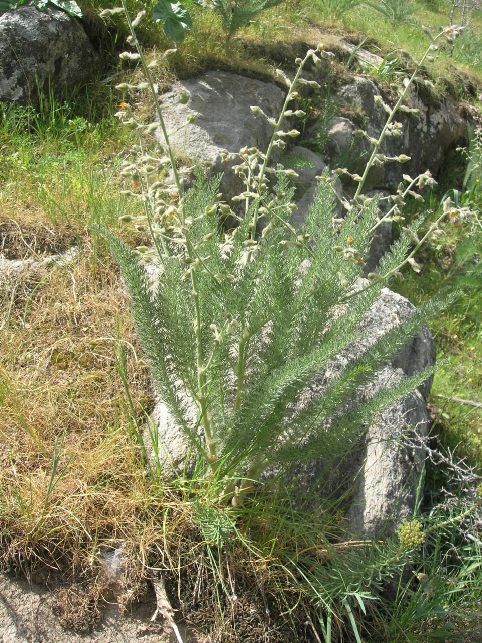 Image of Biebersteinia multifida specimen.