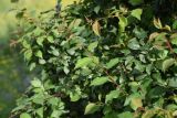 Prunus cerasifera. Часть кроны плодоносящего растения с молодым побегом. Республика Ингушетия, Джейрахский р-н, заброшенное селение Эгикхал. 22 июня 2022 г.
