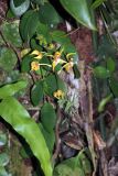 familia Orchidaceae. Цветущее растение. Малайзия, штат Саравак, округ Мири, национальный парк «Мулу». 14.03.2015.