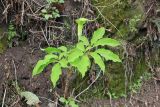 Arisaema tortuosum