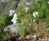 Eriophorum angustifolium. Плодоносящие растения. Норвегия, Люсе-фьорд, Прекестулен. 02.07.2008.