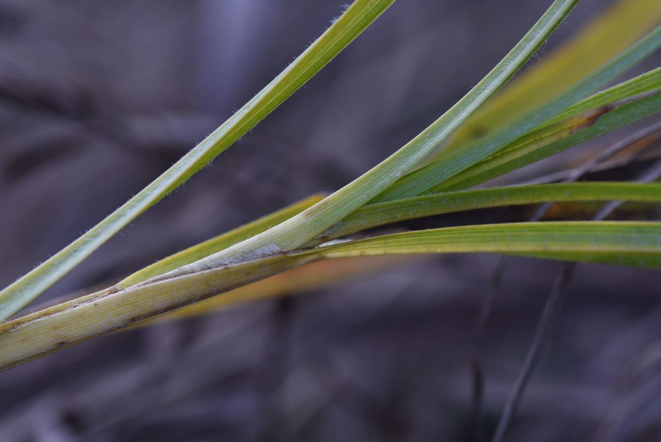 Image of Carex hirta specimen.