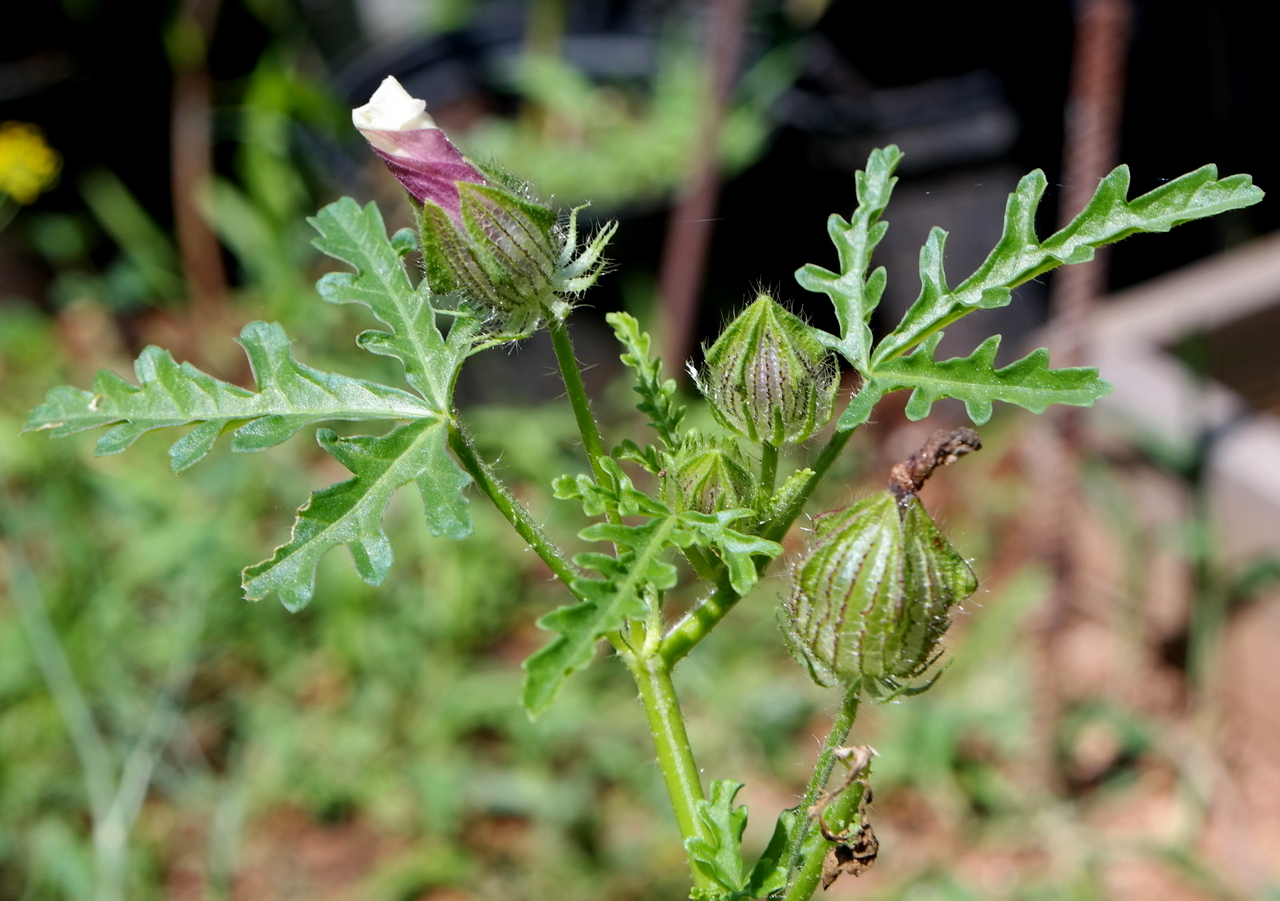 Image of Hibiscus trionum specimen.