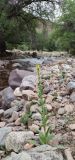 Verbascum thapsus