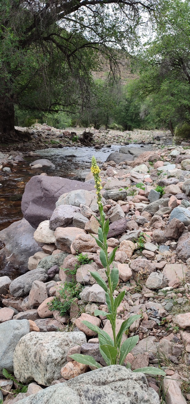 Image of Verbascum thapsus specimen.