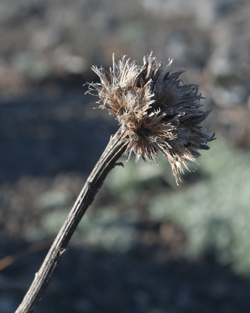 Изображение особи Saussurea pseudotilesii var. alpicola.