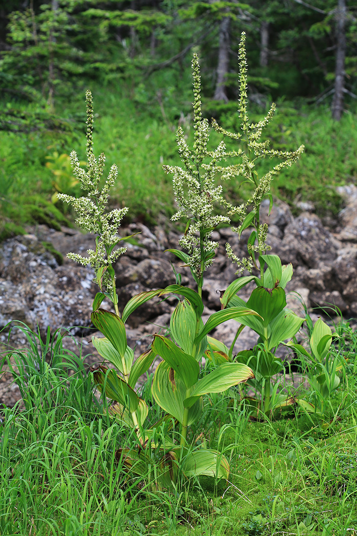 Image of Veratrum grandiflorum specimen.