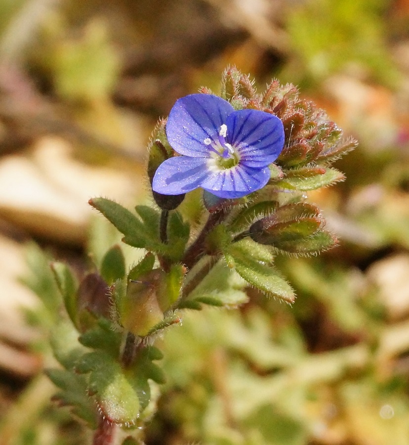 Image of Veronica praecox specimen.