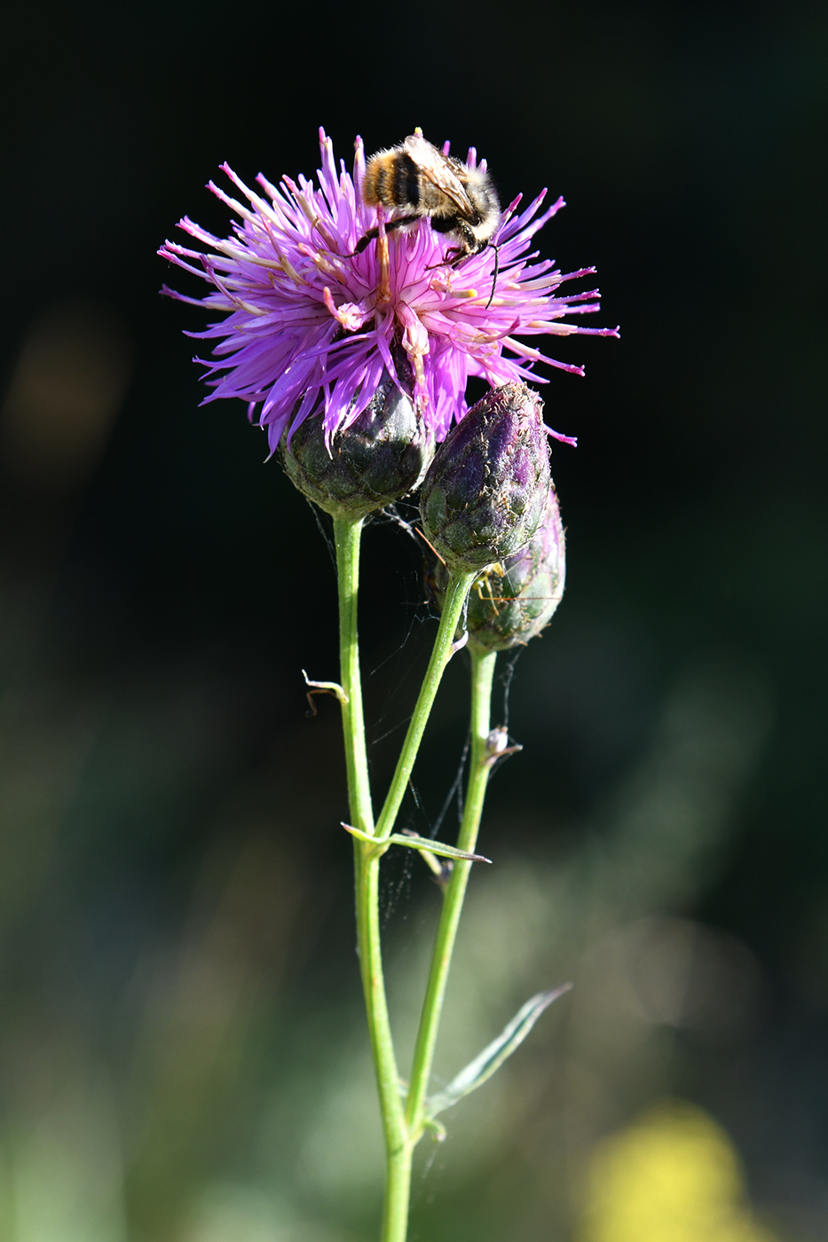 Image of Centaurea adpressa specimen.