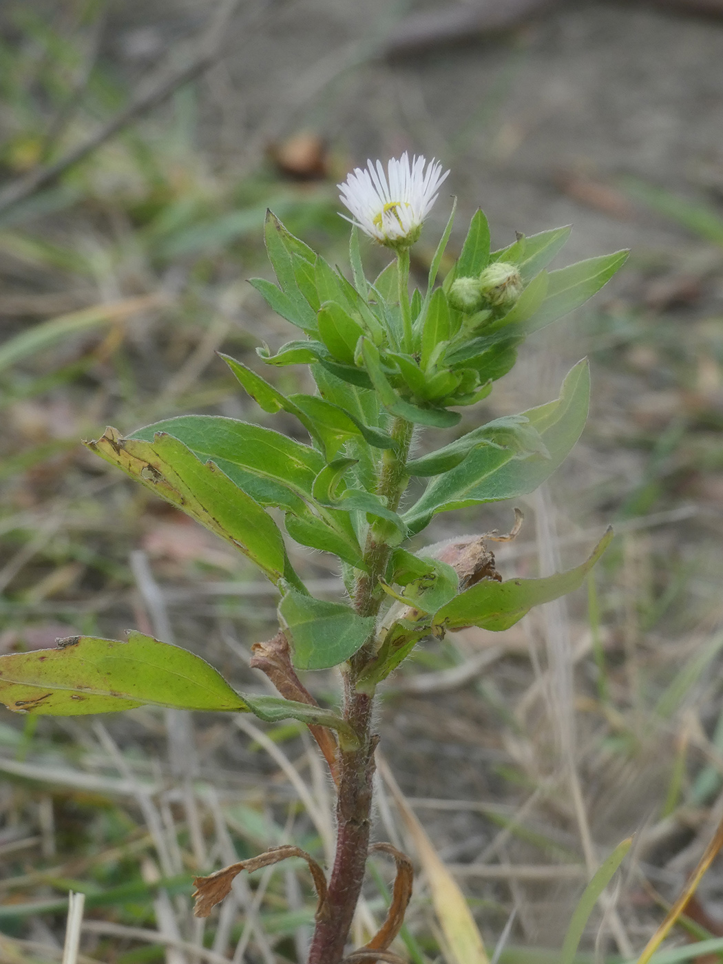 Изображение особи Erigeron annuus.