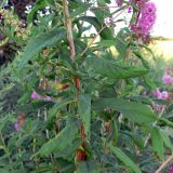 Spiraea salicifolia. Средняя часть побега. Польша, Любушское воеводство, Мендзыжечкий повят, г. Тшцель, АЗС. 07.07.2010.