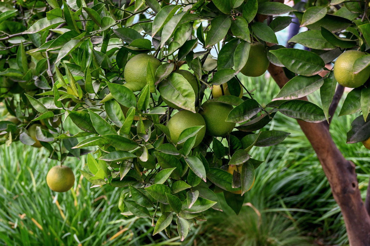 Image of Citrus sinensis specimen.