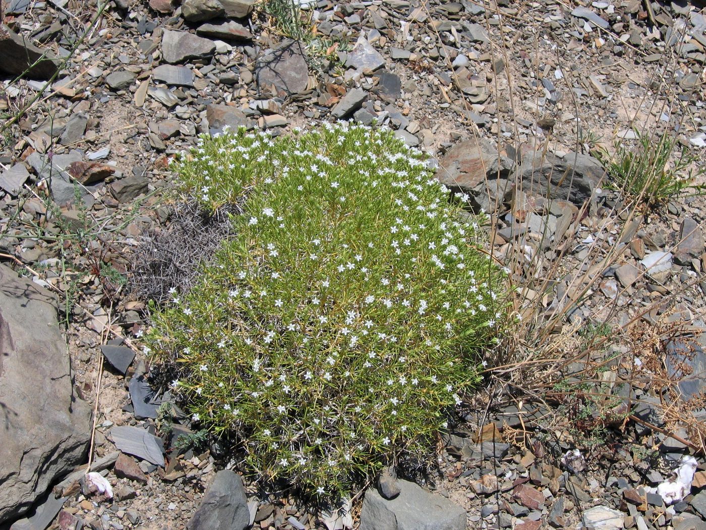 Image of Acanthophyllum knorringianum specimen.